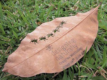 T&aacute;til -  M&iacute;dia Natural